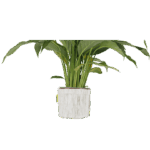 regreen - mască de ghiveci